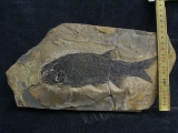 Paramblypterus - Permfisch