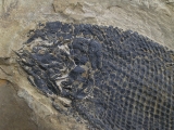 Paramblypterus - Permfisch
