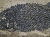 Paramblypterus - Permfisch