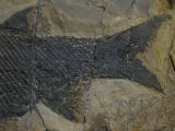 Paramblypterus - Permfisch