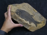Paramblypterus - Permfisch