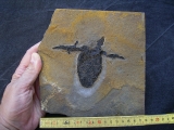 Pterichthyodes, Devon-Panzerfisch