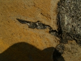 Pterichthyodes, Devon-Panzerfisch