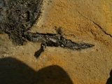 Pterichthyodes, Devon-Panzerfisch