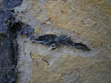 Pterichthyodes, Devon-Panzerfisch