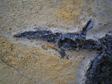 Pterichthyodes, Devon-Panzerfisch