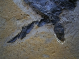 Pterichthyodes, Devon-Panzerfisch