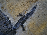 Pterichthyodes, Devon-Panzerfisch