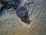 Pterichthyodes, Devon-Panzerfisch