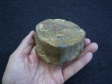 Temnodontosaurus Wirbel
