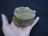 Temnodontosaurus Wirbel