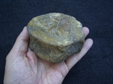 Temnodontosaurus Wirbel