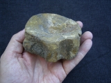Temnodontosaurus Wirbel