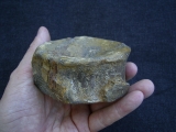 Temnodontosaurus Wirbel