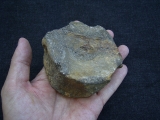 Temnodontosaurus Wirbel