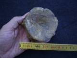 Temnodontosaurus Wirbel