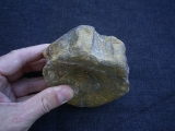 Temnodontosaurus Wirbel