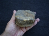 Temnodontosaurus Wirbel