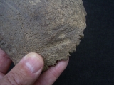 Hominiden Schaedelteil - pathologisch!