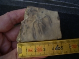 Schlangenstern Aplocoma agassizi