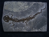 Salamander Skelett Chelotriton
