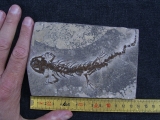 Salamander Skelett Chelotriton