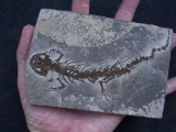 Salamander Skelett Chelotriton