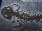 Salamander Skelett Chelotriton