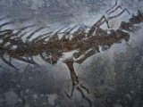 Salamander Skelett Chelotriton