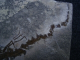 Salamander Skelett Chelotriton