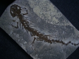Salamander Skelett Chelotriton