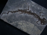 Salamander Skelett Chelotriton