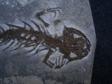 Salamander Skelett Chelotriton
