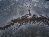 Salamander Skelett Chelotriton