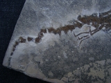 Salamander Skelett Chelotriton