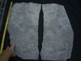 Praekambrium: Beltanella und  Cyclomedusa