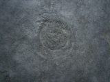 Praekambrium: Beltanella und  Cyclomedusa