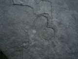 Praekambrium: Beltanella und  Cyclomedusa