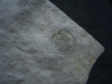 Praekambrium: Beltanella und  Cyclomedusa