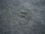 Praekambrium: Beltanella und  Cyclomedusa