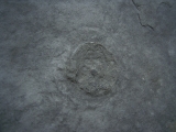 Praekambrium: Beltanella und  Cyclomedusa