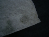 Praekambrium: Beltanella und  Cyclomedusa