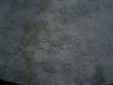 Praekambrium: Beltanella und  Cyclomedusa