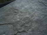 Praekambrium: Beltanella und  Cyclomedusa
