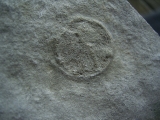 Praekambrium: Beltanella und  Cyclomedusa