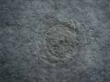 Praekambrium: Beltanella und  Cyclomedusa