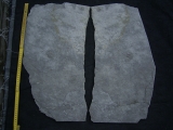 Praekambrium: Beltanella und  Cyclomedusa