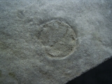 Praekambrium: Beltanella und  Cyclomedusa
