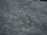 Praekambrium: Beltanella und  Cyclomedusa
