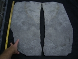 Praekambrium: Beltanella und  Cyclomedusa